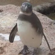 ペン吉