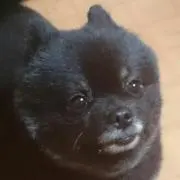 kuropomepukuの画像