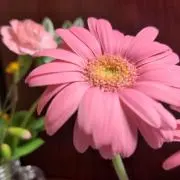 Dekoの画像