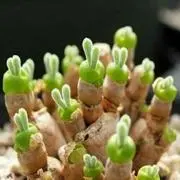 えり