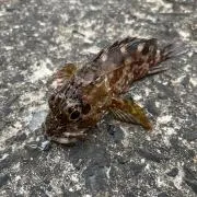Hukku