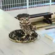 ぱぴこの画像