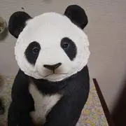 シィシィの画像