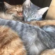 みみりんの画像