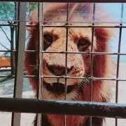 ゆきな