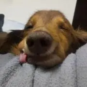 プースケ