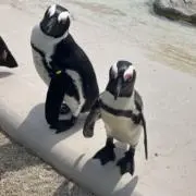 やまもとの画像