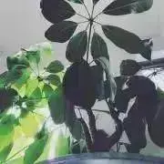 すい※お盆明け発送の画像