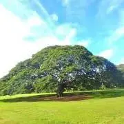 よねの画像