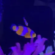 しやなくの画像