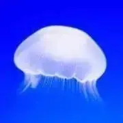 くらげぼんの画像