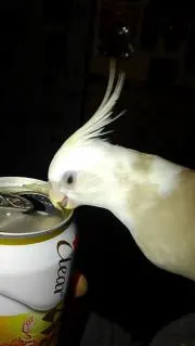 のり