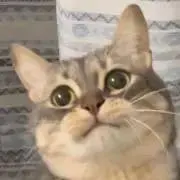 ふゆかの画像