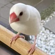 ゆきんこの画像
