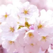 konohaの画像