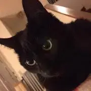 Chiezoの画像