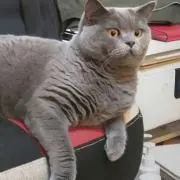 あおちゃんの画像