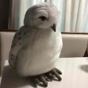 ＊Cookie＊