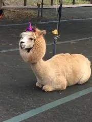 にこりんの画像