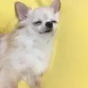 ぽんの画像