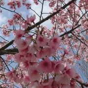 みやの画像