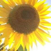 chiiの画像