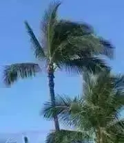 寒立馬の画像