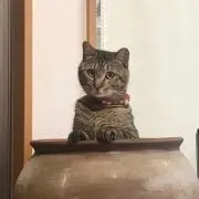 mimi 即日発送の画像