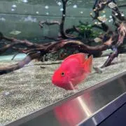 タナカの画像