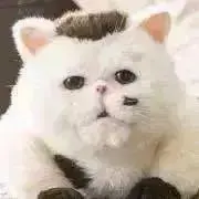 ぶすまるの画像