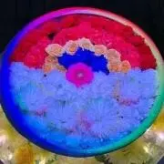 みいはの画像