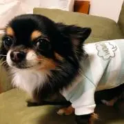 puの画像