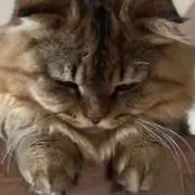 こまめの画像