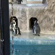 ぽむざっぷの画像