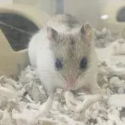桜色クッキーの画像