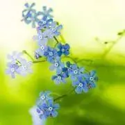 たぬき