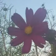 naa