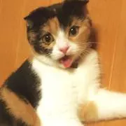 テトの画像