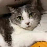 またたびプロフ要確認