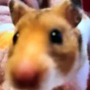 あーやんの画像