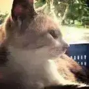 choiの画像