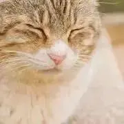 めいの画像
