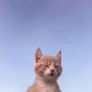 clstの画像