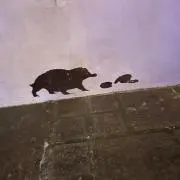 きゅーいの画像