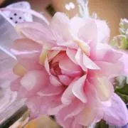 はりー