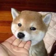 annの画像
