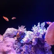 めぐ吉