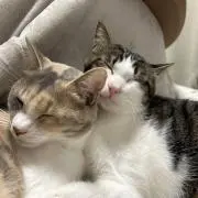 ねこねこの画像