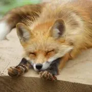 キツネ