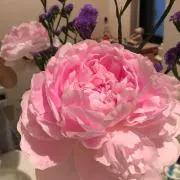 momoの画像